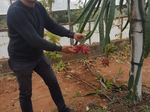 Konyaaltı’nda ejder meyvesinde ilk hasat