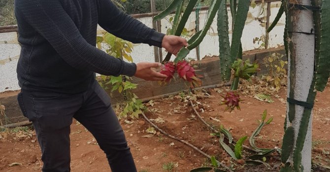 Konyaaltı’nda ejder meyvesinde ilk hasat