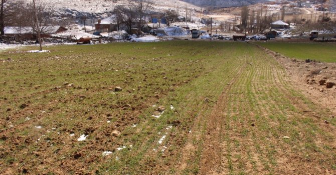 Elmalı ve Korkuteli’de ata tohumları çimlendi