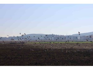 Kahramanmaraş’ta güvercinlerden görsel şölen