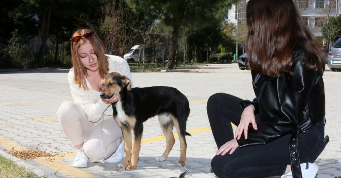 Hayvanseverler Topluluğu pandemi döneminde de yalnız bırakmıyor