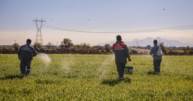 Kepez buğday tarlalarına gözü gibi bakıyor