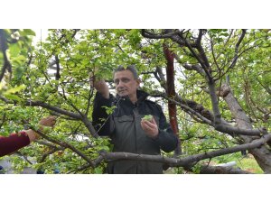 ORKÖY desteğinde üretilen eriklerin hasadı yapıldı