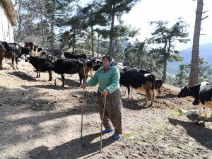Fatma Teyze’nin 62 yıllık çobanlık hikayesi