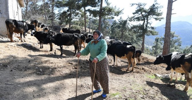 Fatma Teyze’nin 62 yıllık çobanlık hikayesi