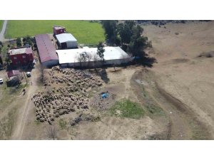 Koyun ve kuzuların muhteşem buluşması