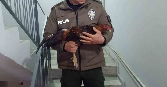 Mersin’de horoz dövüşü üzerinden bahis oynatanlara operasyon