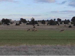 Salda Gölü çevresine bırakılan kızıl geyikler beslenirken görüntülendi
