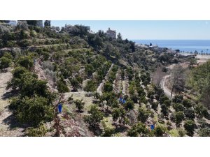 Kilogramı 200 TL’den satılan Avokadolar Alanya’da üreticilerin yüzünü güldürdü