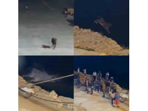 Kaçan angus denize balıklama atladı... O anlar kamerada