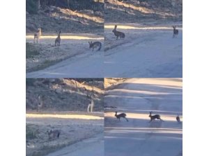 Yaban tavşanlarının neşeli anları kameraya yansıdı
