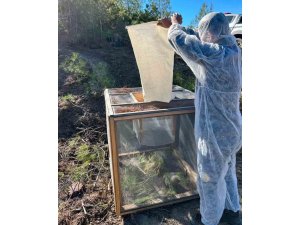 Kızılçam ağaçlarında çam kese böceği ile mücadele