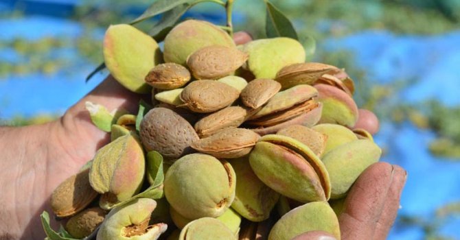 Pandemi döneminde uzmanından badem eğitimi