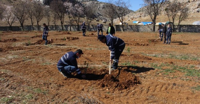 Korkuteli’nde mezarlıklara fidan dikildi