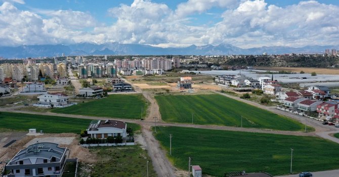 Muratpaşa, 20 bin kilogram buğday hasat edecek