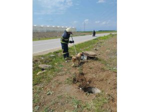Fosseptik çukurundan gelen köpek sesi itfaiye ekiplerini harekete geçirdi