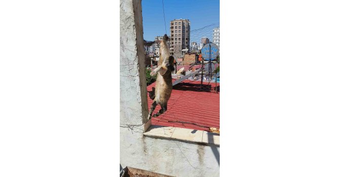 Adana’da tel örgülerde mahsur kalan kediyi itfaiye kurtardı