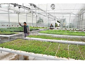 Isparta Belediyesi, mevsimlik çiçekleri kendi seralarında yetiştiriyor