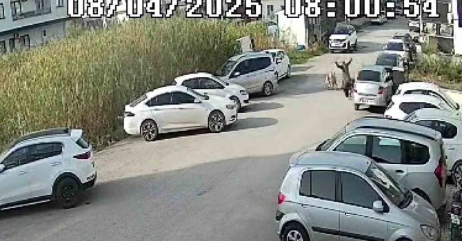 Sokak köpeklerinin saldırdığı yaşlı kadın yaralandı