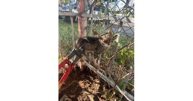 Bahçe demirlerine sıkışan kediyi itfaiyeciler kurtardı