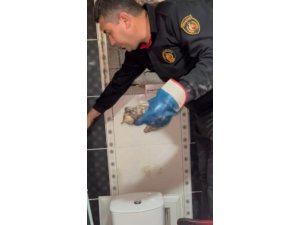 Osmaniye’de mahsur kalan yavru kediyi itfaiye ekipleri kurtardı