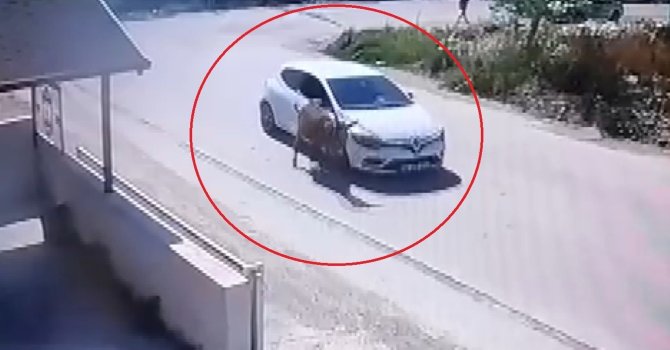 Yol artasındaki eşeği ezdi