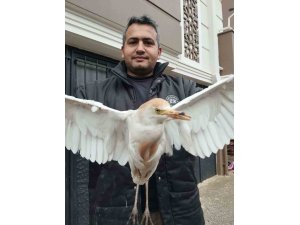 Akseki’de yaralı Sığır Balıkçıl kuşu bulundu