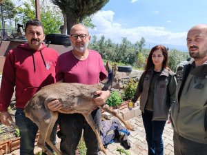 Bahçesinde bulduğu yaralı yavru karacayı ekiplere teslim etti
