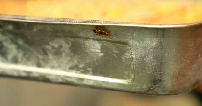 Mide bulandıran görüntüye 105 bin TL ceza