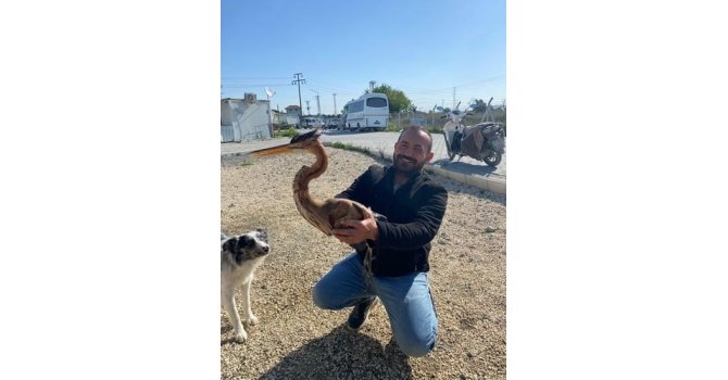 Yol kenarında bulduğu yaralı ergüvani balıkçıl kuşunu yetkililere teslim etti