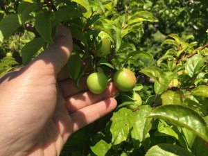 İklim şartları açıkta erik hasadını geciktirdi