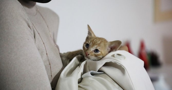 Büyükşehir binasında yavru kedi kurtarma operasyonu