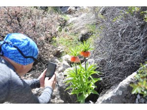 2 bin 900 rakımdaki ters laleleri görmek için geldiler