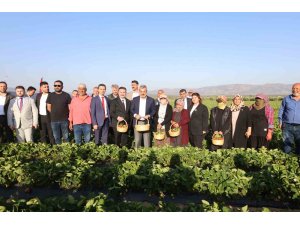 Depremzede çiftçiyi kalkındıracak projede çilek hasadına başlandı