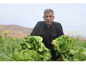 Amik Ovası’nda yaşanan kuraklık marul hasadında verimi olumsuz etkiledi