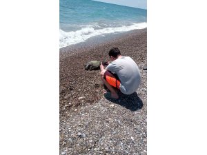 Serik’te ölü caretta caretta sahile vurdu