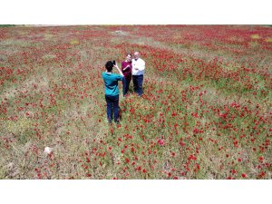 Tabloyu andıran görüntü: Özenle yetiştirilmiş gibi gelincik bahçesi