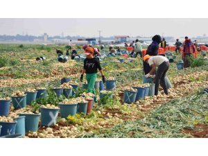 Tarlada soğan fiyatı 7-8 liraya kadar düştü