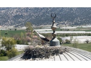 Her yıl aynı caminin kubbesine yuva yapan leylek cemaatin ilgi odağı oldu