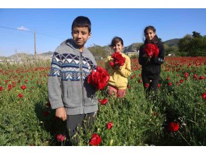 Kırmızı ile yeşilin birleştiği bakla tarlasında gelincikler görenleri mest ediyor