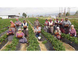 Coğrafi işaretli Silifke çileği Rusya, Ukrayna ve Katar’a ihraç ediliyor