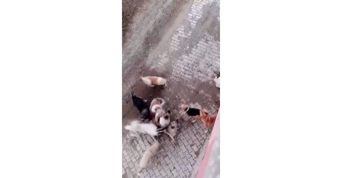 Köpekler arasında yaşanan korkutan boğuşma kamerada
