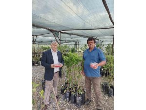 Gazipaşa’da sezonun ilk kiraz hasadı yapıldı