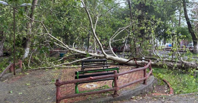 Şiddetli yağmur ve fırtına tarihi çınar ağacını gövdesinden kırdı