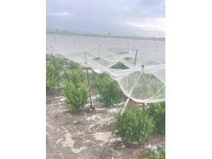 Mersin’de dolu ürünlere zarar verdi