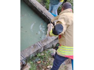 Sulama kanalına düşen köpeği itfaiye kurtardı