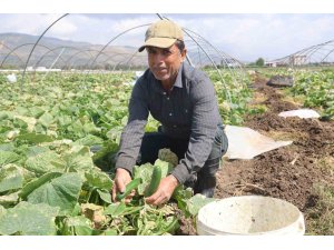 Amik Ovası’nda bereketli salatalık hasadı