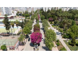 Begonvili gören kadın kendini yeniden doğmuş gibi hissetti