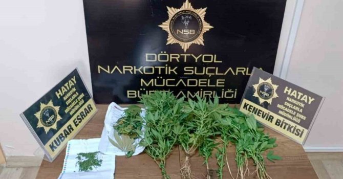 Dörtyol’da hint keneviri operasyonu