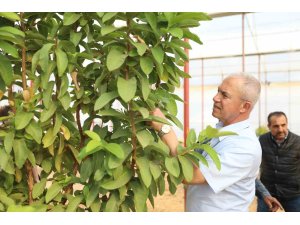 Başkan Özçelik: "Tropikal meyve seramız tarımsal turizm ve eğitimine katkı sağlayacak"